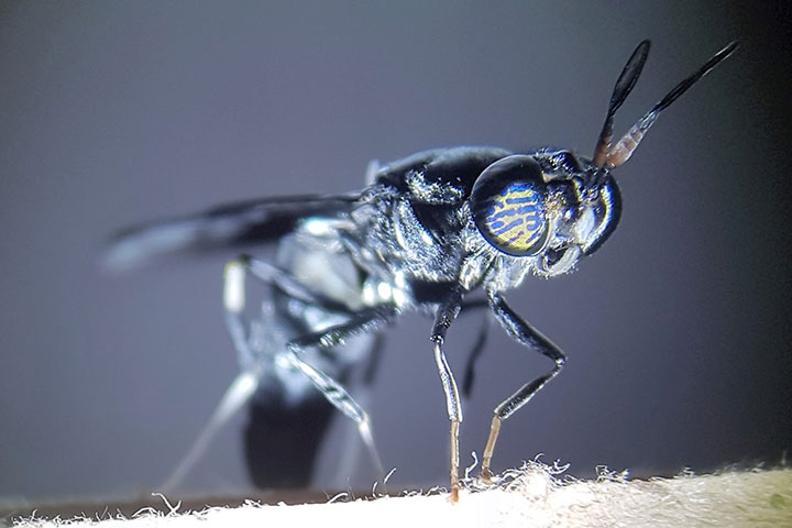 残留物被重新利用——从沼气到黑水虻幼虫