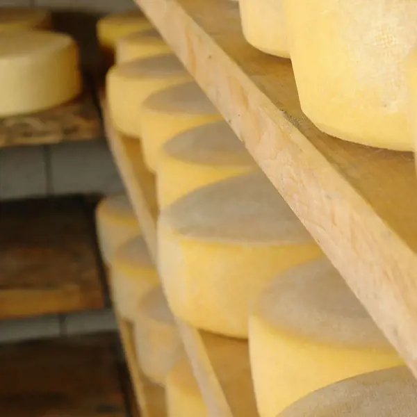 Simply add Nutrilac® FastRipe to the cheese milk, and follow your usual cheese making process. the only difference is that your cheese is ready for sale weeks earlier than before. And much lower cost