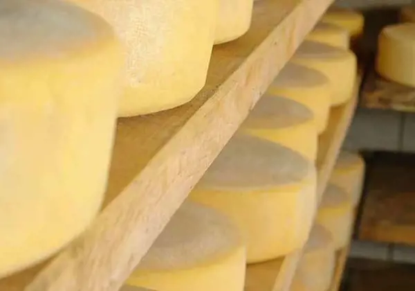 Nutrilac® FastRipe  减少奶酪存储时间，降低成本手册(英文）