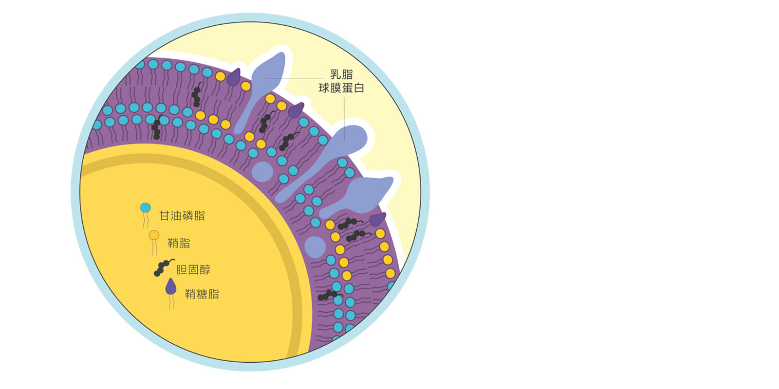 MFGM-look-inside-CHN.jpg