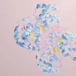 α-乳白蛋白
